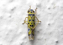 Anatkina annandalei