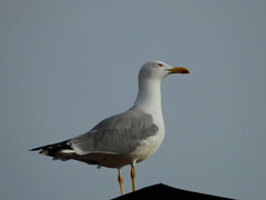 Larus michahellis