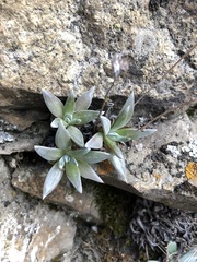Dudleya abramsii