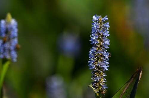 pickerelweed