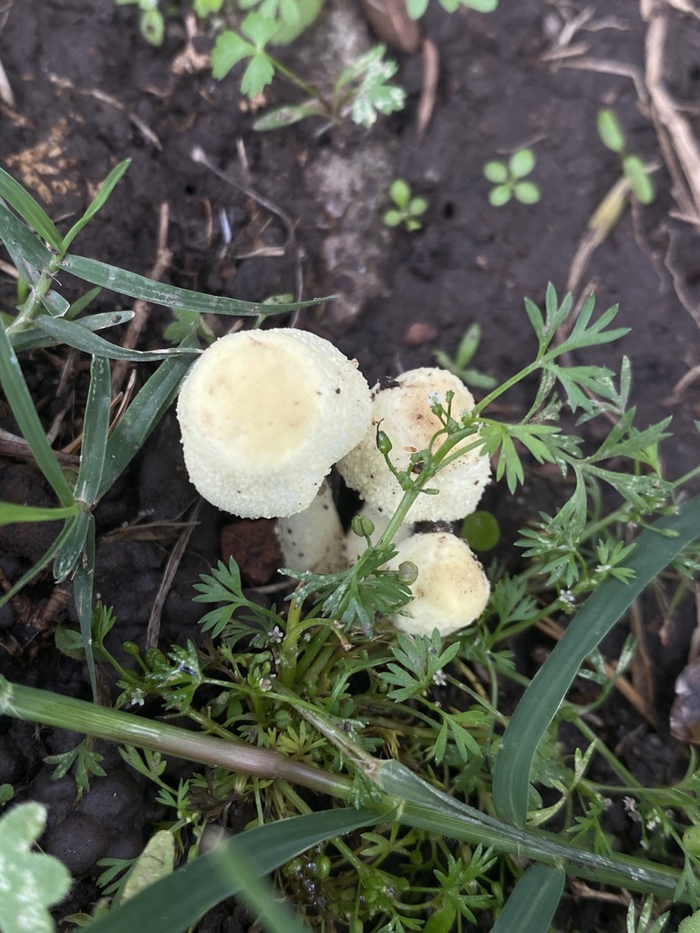 Leucocoprinus birnbaumii · April 2026 · photo: © tutitah (iNaturalist, cc0)