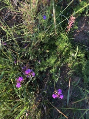 Glandularia aristigera