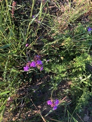 Glandularia aristigera