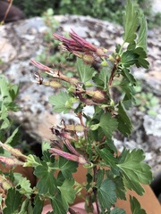 Ribes roezlii roezlii