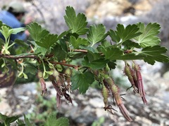 Ribes roezlii roezlii