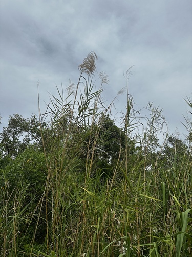 Neyraudia reynaudiana, photograph 4
