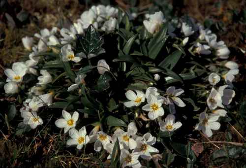 Siberian narrow-leaved claytonia