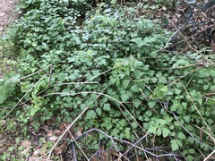Thalictrum fendleri polycarpum