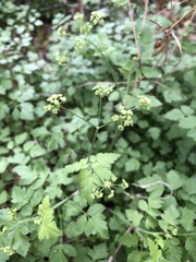 Thalictrum fendleri polycarpum