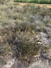 Cliffortia phyllanthoides