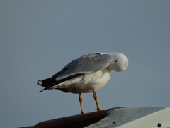 Larus michahellis