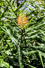 Hedychium coccineum