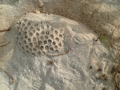 Montastraea cavernosa