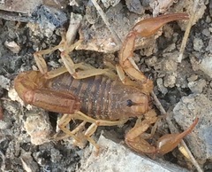 Hadruroides