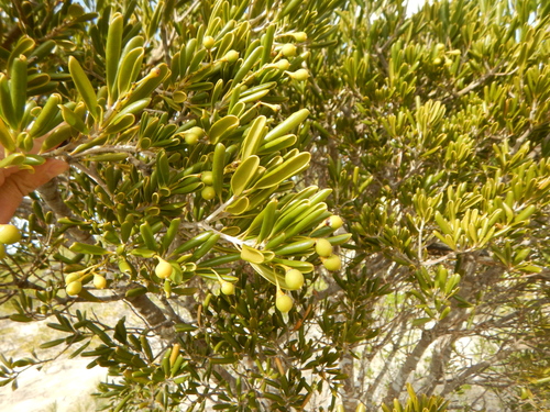 Image of Jacquinia keyensis by (c) stinger, some rights reserved (CC BY)