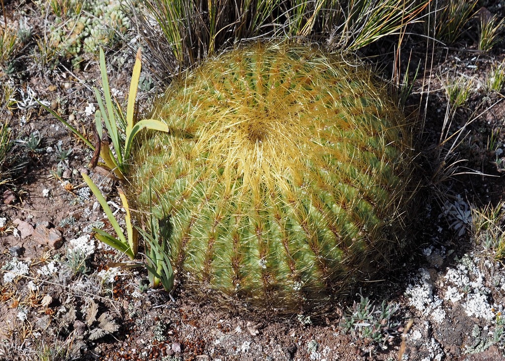 Cactus