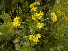 Kalanchoe densiflora