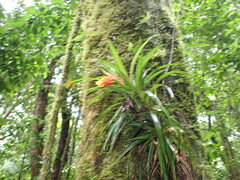 Guzmania angustifolia