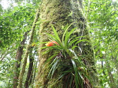 Guzmania angustifolia, photograph author not stated, no rights reserved