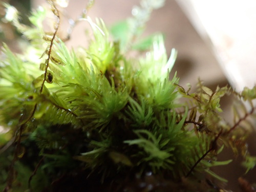 Leucobryum antillarum observed 2026-04-01