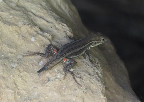 Walker's Tree Iguana, Liolaemus walkeri