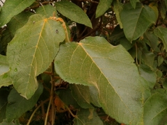 Croton mutisianus