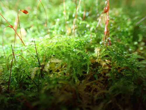 Mittenothamnium reptans observed 2026-04-01