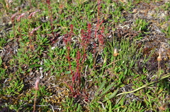 Rumex aureostigmatica