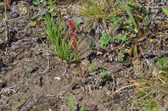 Rumex aureostigmatica