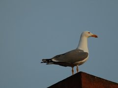 Larus michahellis