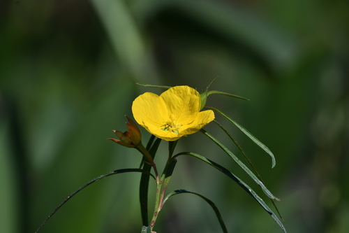 Longleaf Primrose-willow