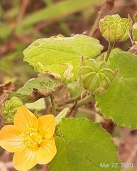 Abutilon viscosum