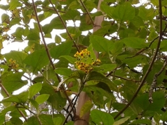 Smallanthus pyramidalis