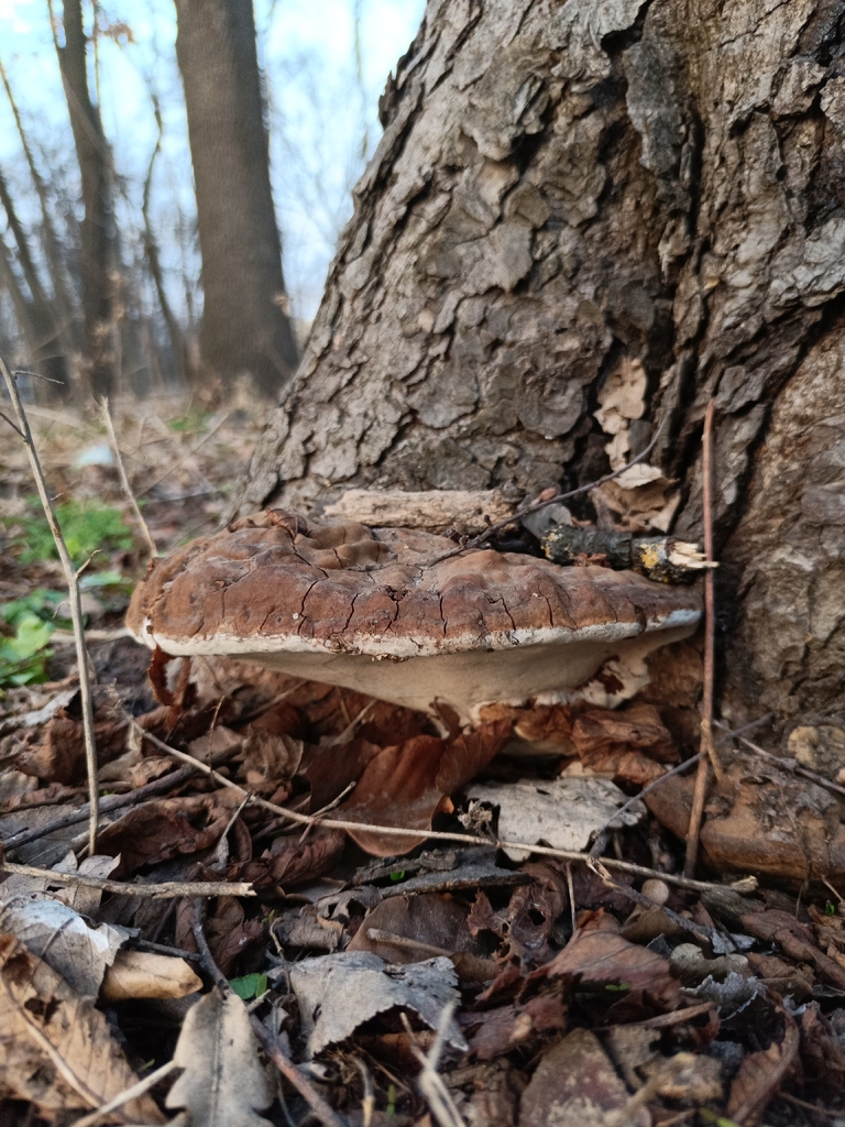 Ganoderma adspersum