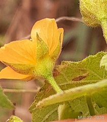 Abutilon viscosum