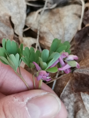 Corydalis intermedia, photograph 5