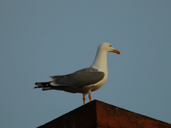 Larus michahellis