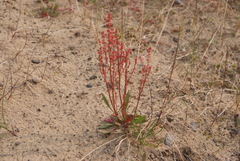 Rumex aureostigmatica