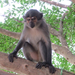 Smoky Mangabey - Photo (c) seasav, some rights reserved (CC BY-NC-ND), uploaded by seasav