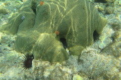 Pseudodiploria clivosa