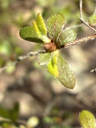Rhododendron serpyllifolium iNat (1)