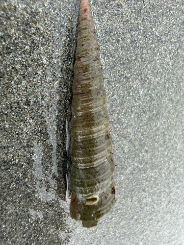 Turritellinella tricarinata