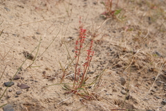 Rumex aureostigmatica