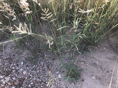 Urochloa mosambicensis