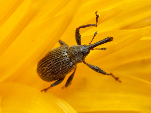 Strawberry blossom weevil photo 5