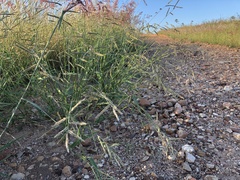 Urochloa mosambicensis