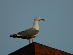 Larus michahellis