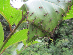 Oecophylla longinoda