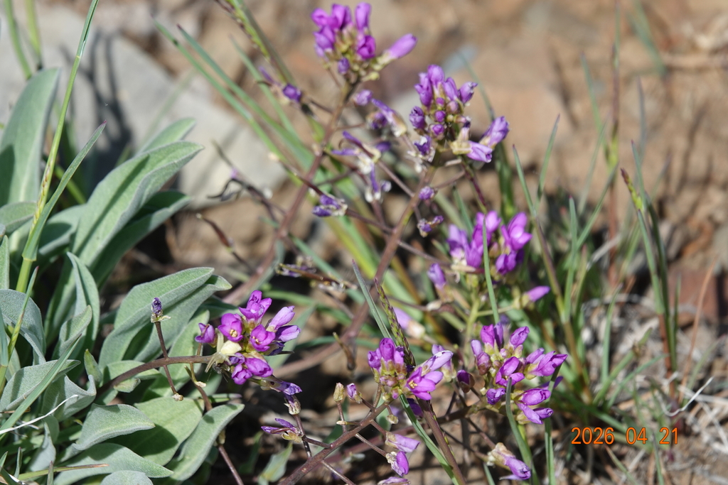 daggerpod from Butte County, ID, USA on April 21, 2026 at 11:37 AM by ...
