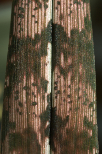 Eulophia spathulifera